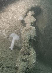 Anchor chain & plumose anemone.
HMS Scylla, Whitsand Bay... by Mark Thomas 